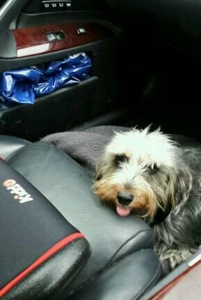 SebDMPerry's tweet image. Walk with Bob