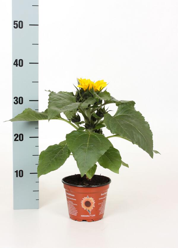 Helianthus Sunsation. Vandaag eerste karretje naar <a href="/Noviflora/">Noviflora Holland BV</a>.