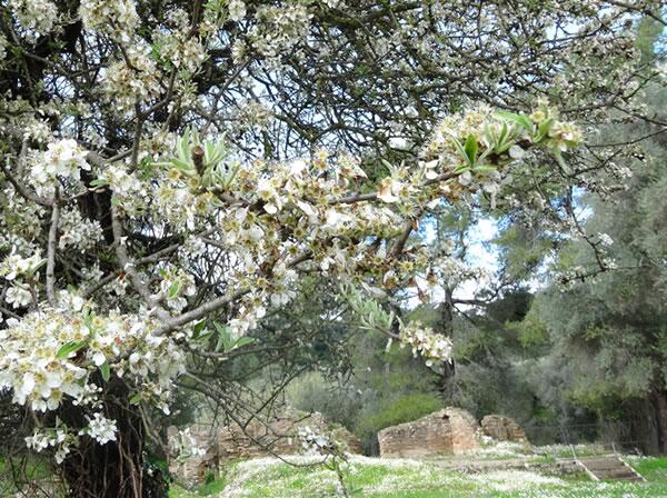 藤村シシン 7 15nhk古代女性史 ギリシャではこの時期アーモンドの花が桜みたいに咲いてる ところで神話では ゼウスがオチンチンを弄っていたら うっかり精液が地面に落ちてそこから生え出たのがアーモンドの木だ と説明されている 精液が花になる男
