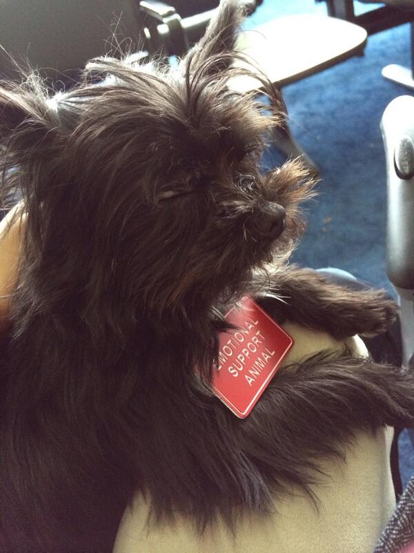 XoRacquel's tweet photo. Sleepin on the job! #supportdog #serviceanimal @IzziAndBear #sleepypuppy http://t.co/vk8Pvgg8O6