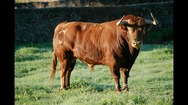 gorkacm94's tweet photo. Bonoloto ! Tregua, Tabarra, Duro, T'empujen, Racò ... Sta Quiteria '2014 http://t.co/9WJWE6FAMd