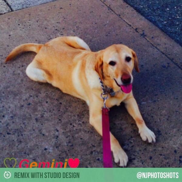 NJDoglover72's tweet photo. Gemini #madewithstudio - http://t.co/gG50lMQ5PV http://t.co/DnZ4EvbmA0