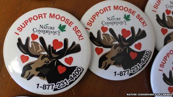 BBCMonitoring's tweet photo. Canada offers tax breaks to supporters of charity's 'Moose Sex Project' http://t.co/z86GJt8h6d #NewsFromElsewhere http://t.co/kdbCxPn8JJ