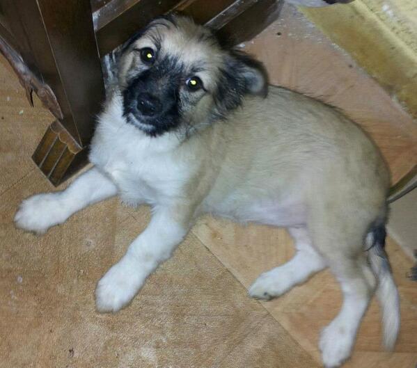 hanadina14's tweet photo. @sarabarass PEPINA. 6 ms. La encontraron abandonada en puerta de la protectora. gestion@protectoradepalencia.org http://t.co/3PUrj8U40z