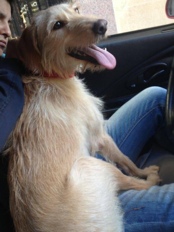 elhocicoorg's tweet photo. Esta perrita ha aparecido hoy perdida por Federico Anaya en Salamanca, alguien la reconoce? Esta muy bien cuidada http://t.co/cSORtCj7fB