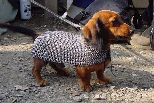 WeinerDog1525's tweet photo. My knight in shining armor ❤️ http://t.co/mvb9OlkJCv