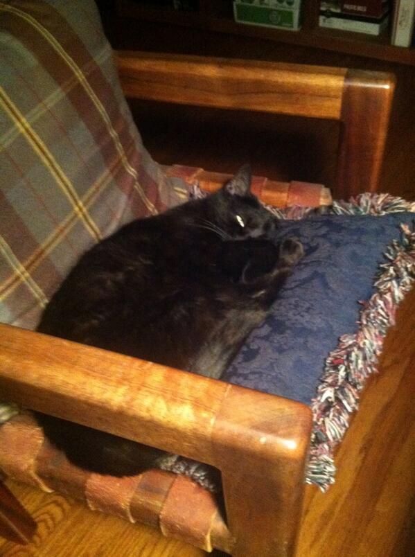 Did <a href="/Ser_Pounce/">Ser Pounce</a> steal your chair? #BlameCersei