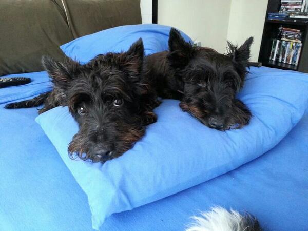GuardiAngel4dog's tweet photo. mommy &amp; baby sharing pillow #IESEGsmm #familylove http://t.co/crCi9gfixE