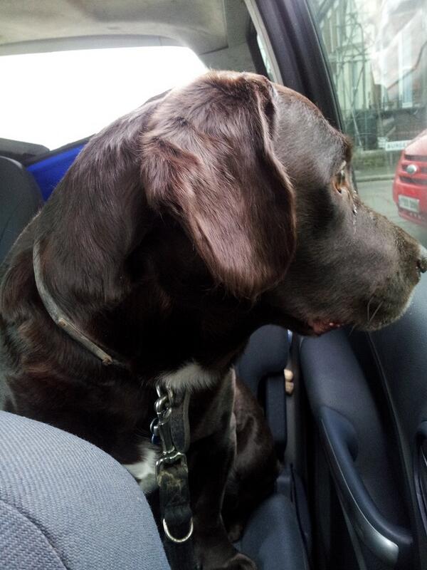 MrButtonDog's tweet image. eagerly waiting for one of my owners #springador #mrbuttondog #gunkyeyestuffewwww #itsadogslife