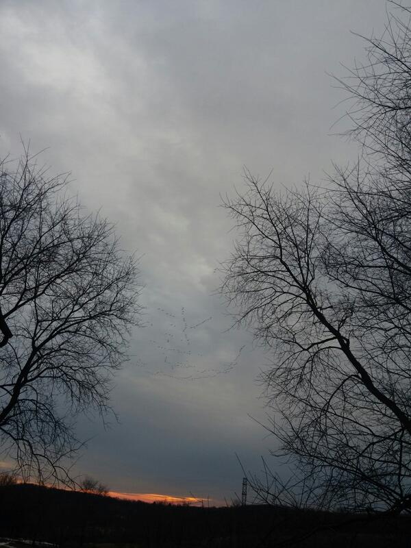 brainiac013's tweet photo. Stupid geese think it's spring time. #stilltocold #idiots http://t.co/zBqk7lcl4d