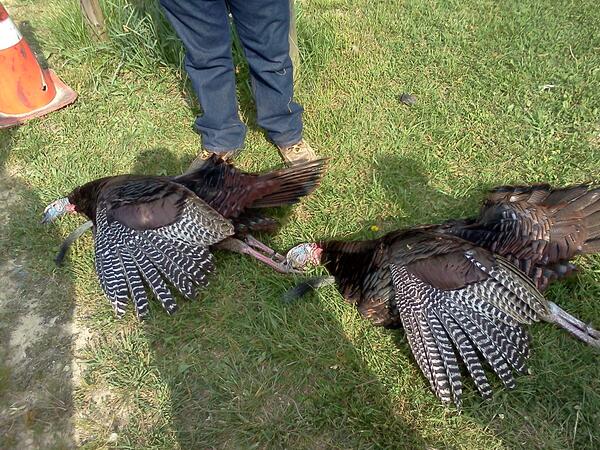 RackFin tweet picture
