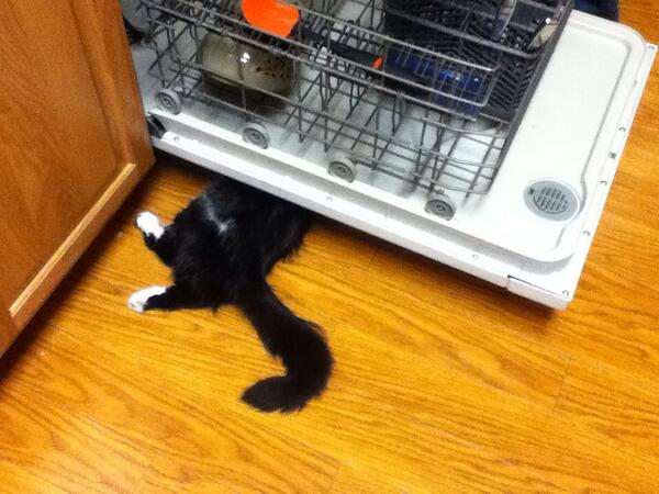 on_shaffer's tweet image. Julian's hiding. Can you find her? #stealthfail