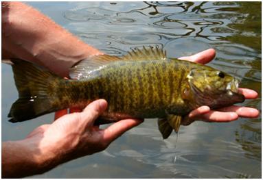 Walstenoutpost's tweet image. Smallmouth bass fishing.