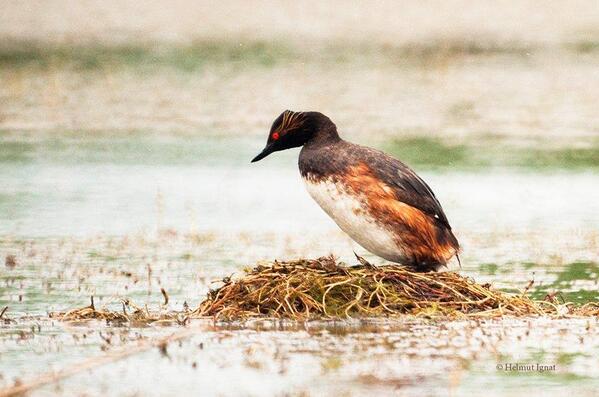 Parc_Vacaresti's tweet photo. Corcodelul cu gât negru (Podiceps nigricollis) #ParcNaturalVăcărești
http://t.co/m8qYWJFQIr
foto: Helmut Ignat http://t.co/51yFBCDNVK