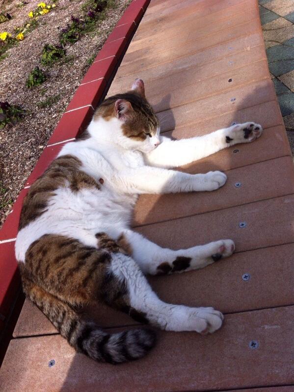 rainyblude's tweet photo. いい天気やーーー
ん��猫かわいい http://t.co/xYrR0TfxaD