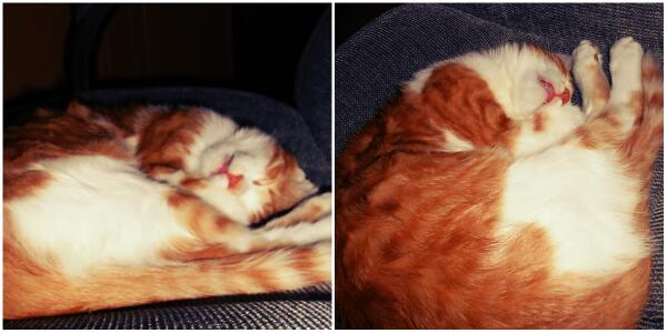 IPeachCat's tweet image. #sleepy