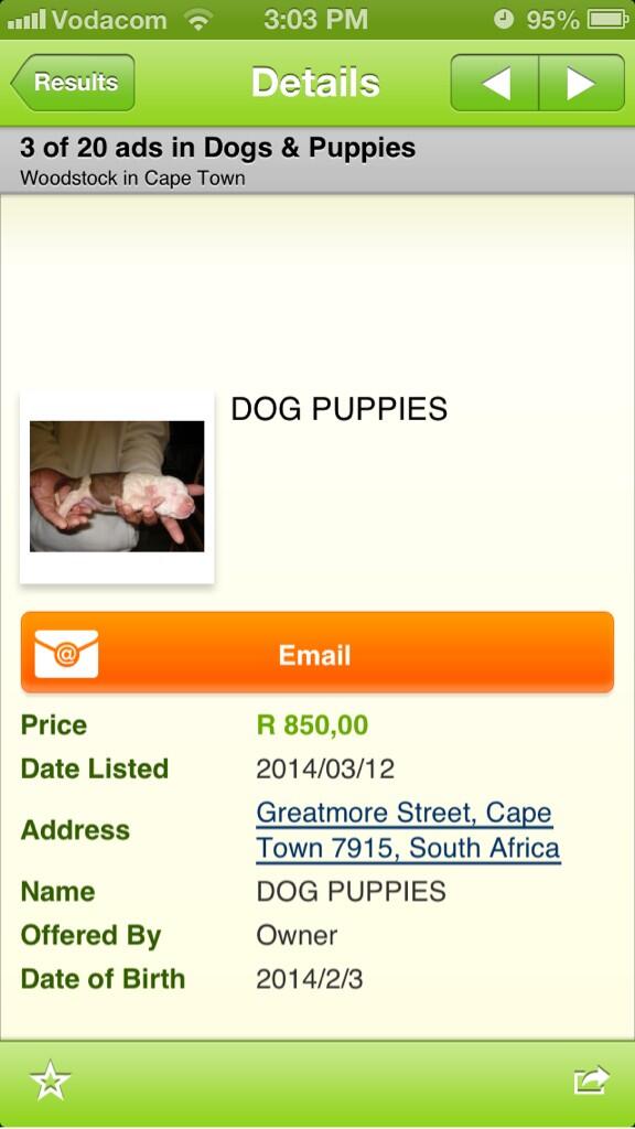 Dogpuppies Twitter Search Twitter