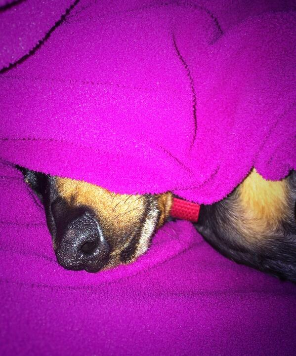 shortlongdog's tweet photo. Snow day. I'm busy assisting the human as she telecommutes. http://t.co/VfatNjTf3u