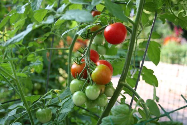MillsNutrients's tweet photo. Suitable hydroponic nutrients for all plant growing styles.. Know more here.. http://t.co/8PHjxfakkH http://t.co/q4RJT1Z1CD