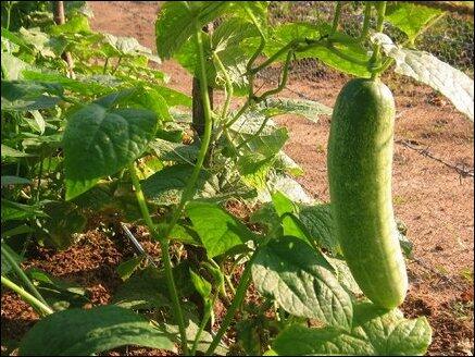 MillsNutrients's tweet photo. How to Choose #Plants for Your First #Vegetable Garden.. Get more details here.. http://t.co/4BymYabyy4 http://t.co/0J02WDeN4w