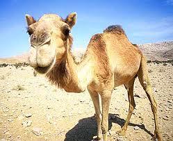 It's Wednesday! You know what that means....#HappyHumpDay Not long until the weekend!!!