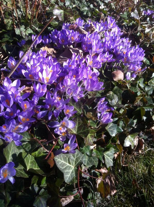 hbgpondhockey's tweet image. @jipe70 @DanielRooth Nu är det som sagt time att blomma! #aldriggeupp #kämpa #vårtid #Rögle #AIA