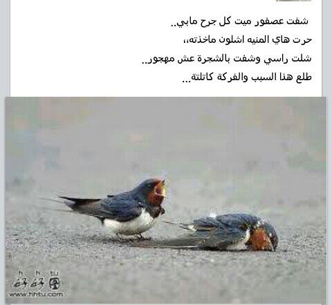 ali tork (@alilaeth966) on Twitter photo 