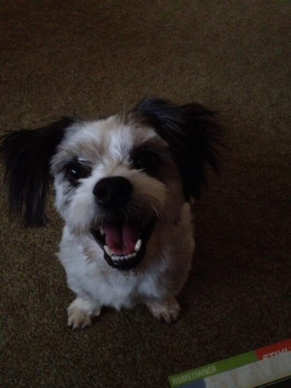 Gidget09's tweet photo. Some one turns 8 tomorrow ❤️ http://t.co/5RNNfm2n45