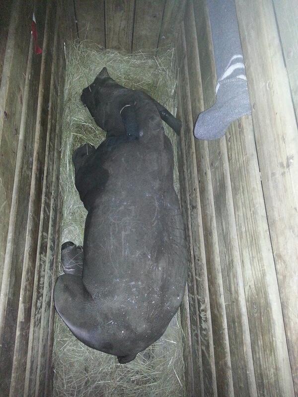 rickygervais's tweet photo. Another sad &amp; broken little orphan rhino calf arrives to be cared for at Khulula Care for Wild.  #StopRhinoPoaching http://t.co/oDGEmOL9Zm