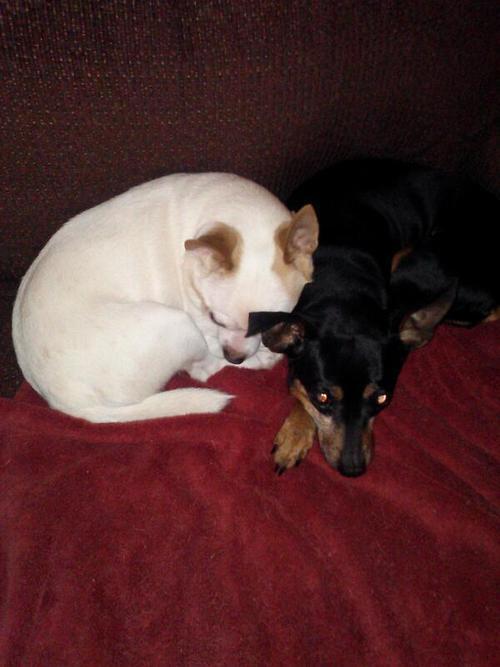 TheAMPAS's tweet photo. Missing: DOGS, GEORGE and PIGGY. Last known location Kentucky. From Indiana. If seen contact owner @ReturnMyKids  http://t.co/6Getr03fIr