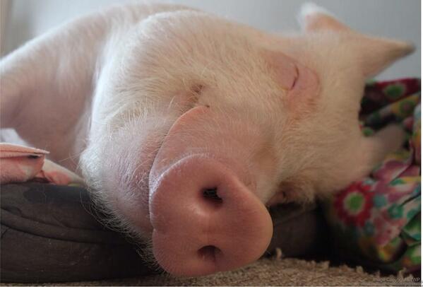 минипиг. спящие поросята. поросенок минипиг. спящий поросенок. поросенок на диване.