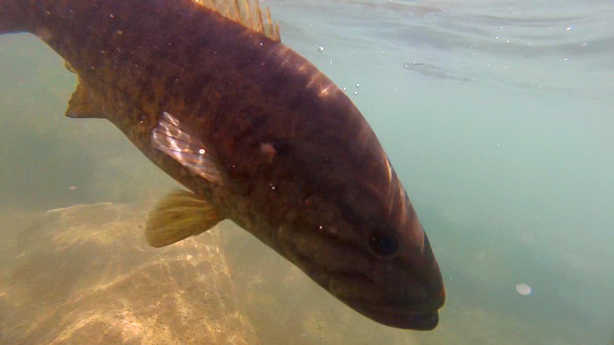 YakFishTV's tweet image. A nice smallmouth being released during @YakFishTV team member @YAKnAGGIE's trip down the Devil's River. @BASSHowTo