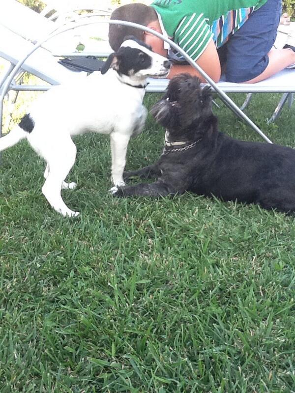 oscarely41's tweet photo. La perra y el perro de mi tia http://t.co/FVA97lby8g