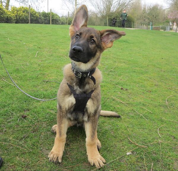 DogBlogsUK's tweet photo. 14-week-old Milo is just the sweetest! He's looking for a forever home! Check out @Wood_Green - fantastic rescue! http://t.co/Ybxi6YmsLi