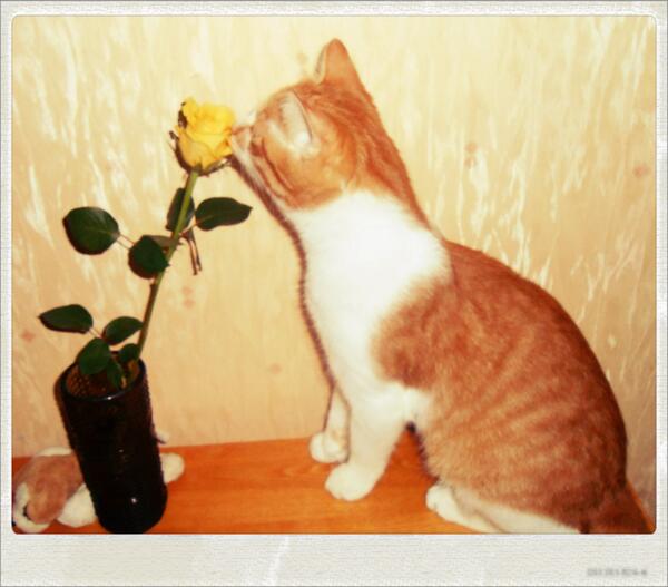 IPeachCat's tweet image. 