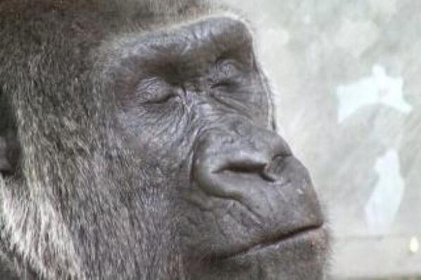 ゴリラのキス待ち顔