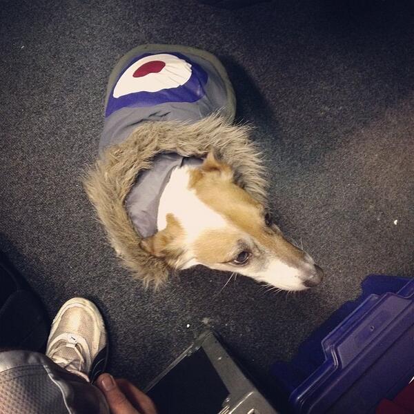 O2AcademyBris's tweet image. #rambow #moddog How cool is that?! ift.tt/1iAws3E