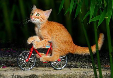 Bargain_Pages's tweet image. Outgrown your bike? Check #BargainPages Classified Ads! bit.ly/SGuvX2 #bicycle  #tricycle #Birmingham #Wales