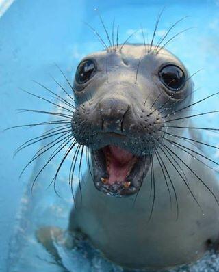 DogBlogsUK's tweet photo. @CuteEmergency - OK so it's not a #dog but HOW #Cute is this! http://t.co/PPANBYA47w