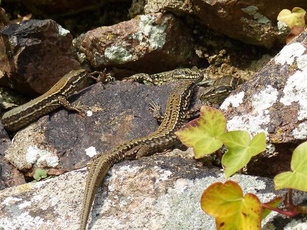 Wall Lizards enjoying the sunshine at Mont Orgueil Castle today @loveheritage #Jersey