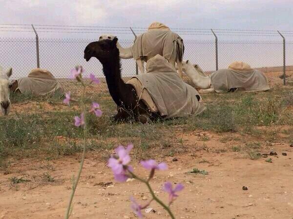 ralbl's tweet photo. مفرودة الفصاام..
حلوااااا http://t.co/vx8LZU8NLX