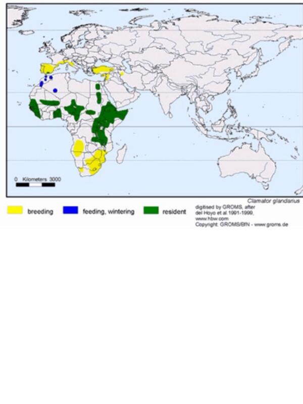 GlamBirder's tweet image. @akkwildlife : Here is a map of #GreatSpottedCuckoo Breeding,Feeding Wintering, Resident areas
