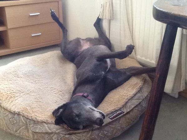 FiresideF's tweet photo. A happy boarder x http://t.co/nmJCiFU9KG