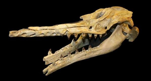 Fossil whale skull hints at echolocation’s origins ow.ly/uwj4l
