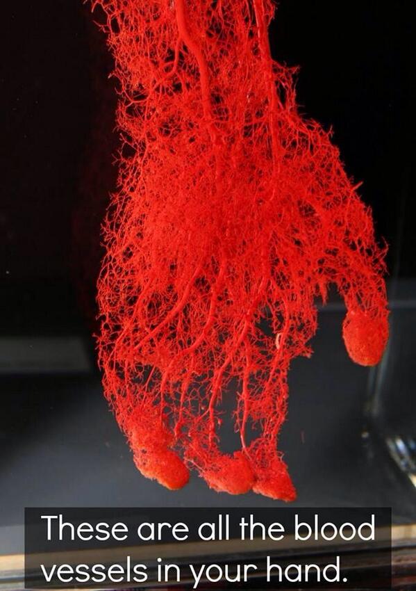 Science_Pics's tweet image. All the blood vessels In your hand