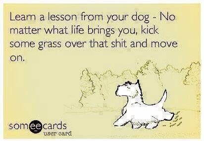 kaharder's tweet image. Great life advice #dogsaresmart #lookforwardnotback