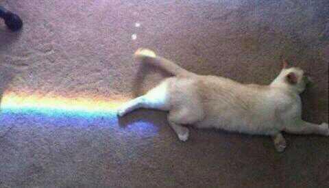 Madeha's tweet photo. @SaadDogar3 cats are magical creatures http://t.co/29Z1tHNckM