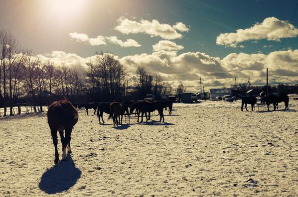 SinclairCWRace's tweet photo. #spring is finally here, the boys are happy! http://t.co/woH62DnyaS