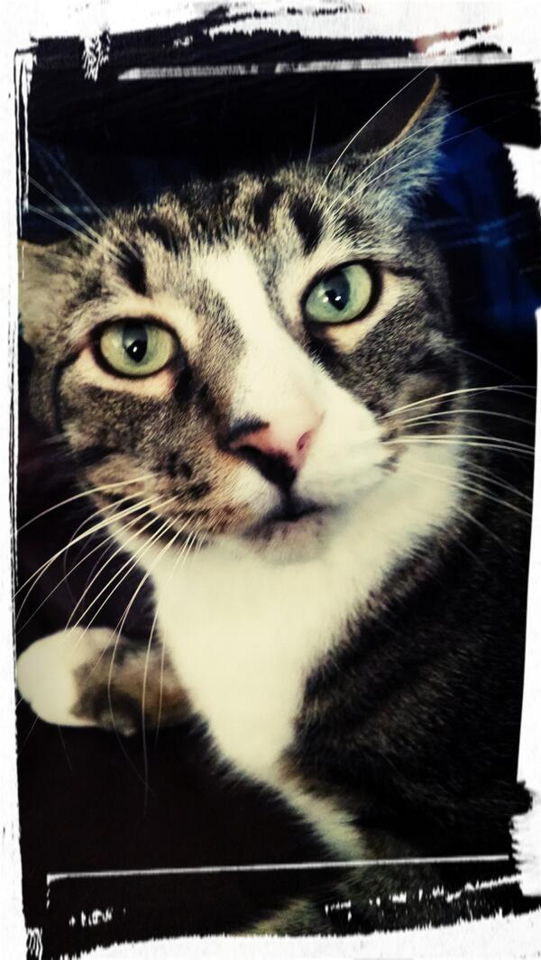 Bigbonedcat's tweet image. My &quot;special&quot; brother that gets stuck in trees #BigDataChat