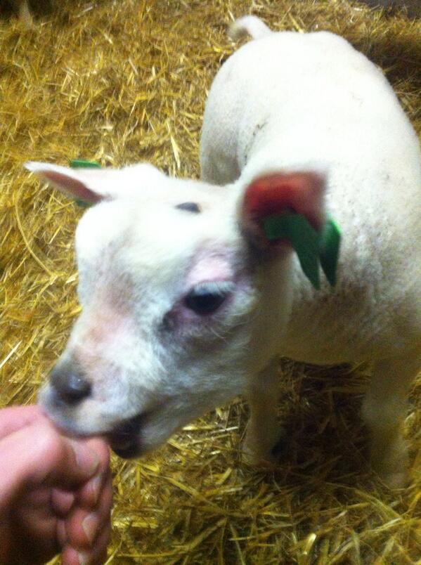 Vandaag lekker bij me moppie geweest ik hou van je <a href="/_kimmiex/">kim</a>  en de lammetjes weer gedag gezegt